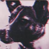 Panthera Krause - Laika