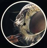 Arctor - Monachopsis Ep