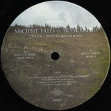 Brad PETERSON presents ANCIENT TREES vs SKYSCRAPERS - Cyclical Forces Of Nature & Man