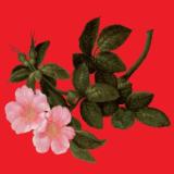 Alex Augier - The Lyrical Edge LP 2x12"