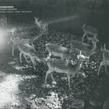 Cassegrain - Tiamat Rmxs