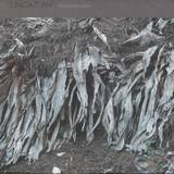 Unicazürn - Transpandorem