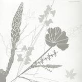 Nsi - Clara Ghavami *ltd*