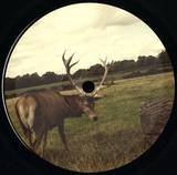 Livai - Il Cervo Adirato