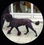 Johan Kaseta, Dj Assam & Liem - Back Quality, Times Are Ruff Rmx