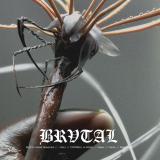 Various - BRVOO08