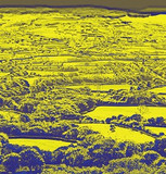 Revbjelde - Revbjelde