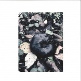 Black Phoebe - Black Phoebe