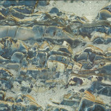 Jake Muir - Lady's Mantle