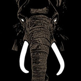 Palm Unit - Don’t Buy Ivory Anymore! (Komos Records)