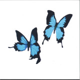 KORINE - TEAR LP
