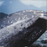 Peter Zinovieff - South Pacific Migration Party