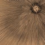 Katatonic Silentio - Dance of the Sun LP 2x12"