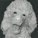 Four Legs - Clarky Cat