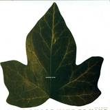 Second Phase - Mentasm