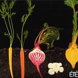 Bronxy & Gorbani - Swamp