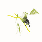 Alpár - Wakayama / Mejiro