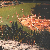 Imaginary Softwoods - Gold Fiction Loop Garden