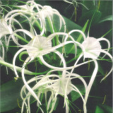 Céilí / Asquith - Back Once Again EP