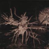 Trente Oiseaux Familiers - Trente Oiseaux Familiers