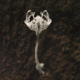 Schacke - There’s Something Inside Me