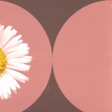 Daisy Glow - Give It All EP