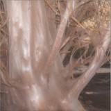 Reptant - The New Adaptive Lacerta