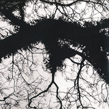 Magnetiknorth - Evolver