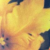 nthng - Last Light of the Sun LP 2x12"