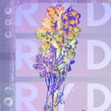 RYD - RYD