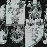 Orphan Swords - Weehawken Ep