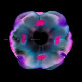 Various - Florilegia III (2x12")