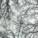 Sebastian Mullaert - You're An Orchestra In The Cosmos