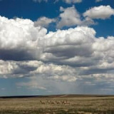 Fruit Bats - Tripper LP