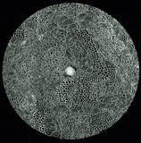 Philippe Petit - Stars E.p.