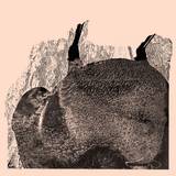 Svarte Greiner - Knive