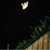 Leyden Jars - Forgeries