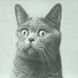 Pupkulies & Rebecca - Krickow Ep
