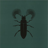 Pozek - Featherhorned Beetle EP