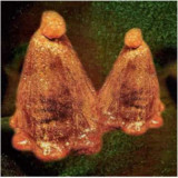 Black To Comm - Oocyte Oil & Stolen Androgens