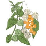 Soda Lite - Music To Watch Seeds Grow By 011: Soda Lite (Cape Gooseberry) (Tape)