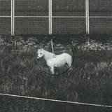 Dj Honesty - A Horse With No Name