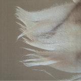 Rob Burger - Marching with Feathers