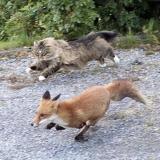 Devon Rexi meets John T. Gast - Breathstep LP