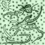 Vesu’s - List of Lizards IV (LP)