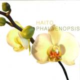 Haito - Phalaenopsis