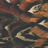 Hodge - Forms Of Life