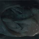 Croatian Amor - Love Means Taking Action