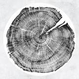 Roy Montgomery - M: Darkmotif Dancehall