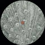 Salvatore Genovese / Mike Davis - Supply 010 Ep